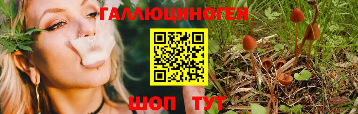 Псилоцибиновые грибы Cubensis Тольятти